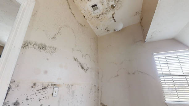 Best Flood Damage  in Colquitt, GA