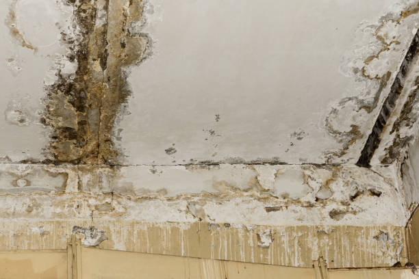 Best Indoor Air Quality Assessment  in Colquitt, GA