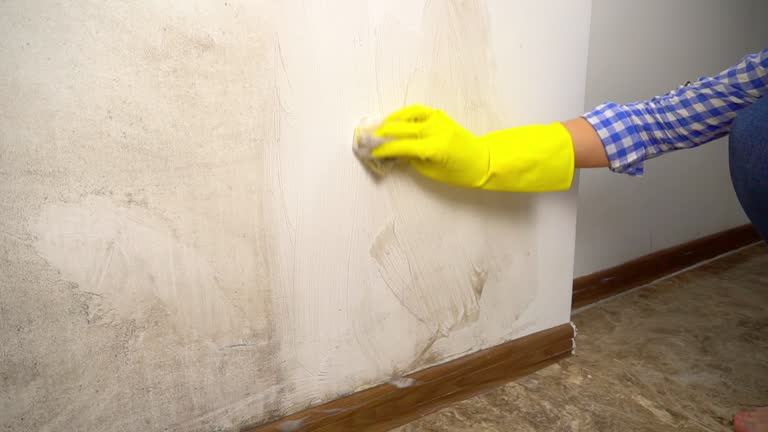 Colquitt, GA Mold Removal Company