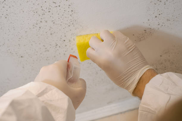 Best Mold Removal for HVAC Installations  in Colquitt, GA