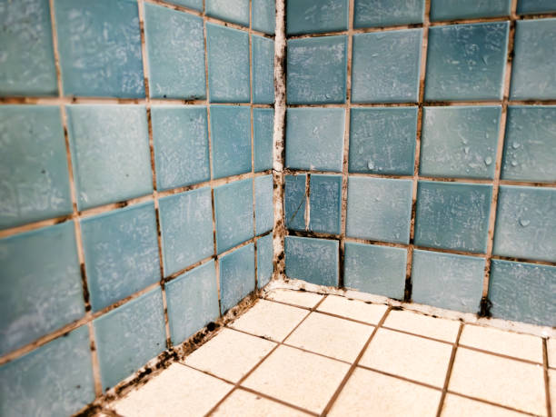 Best Airborne Mold Testing  in Colquitt, GA