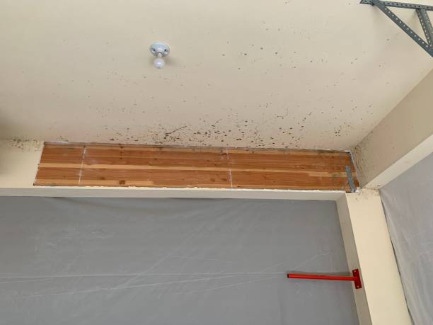  Colquitt, GA Mold Removal Pros