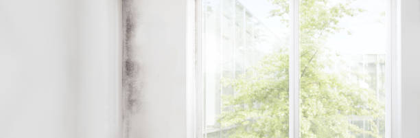 Dehumidification Services in Colquitt, GA