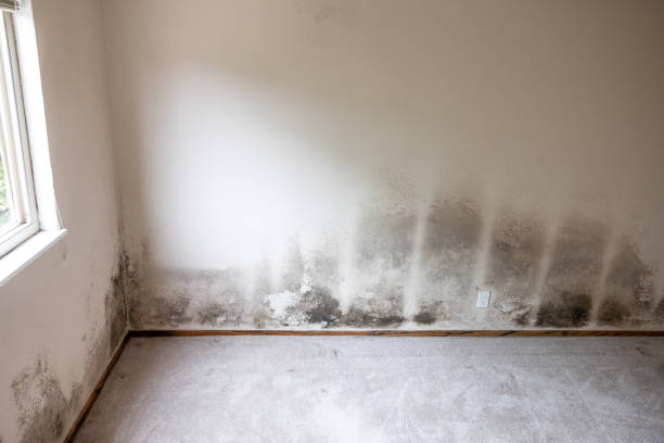 Best Real Estate Mold Inspection  in Colquitt, GA