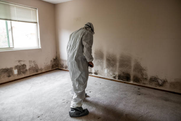 Best Commercial Mold Inspection  in Colquitt, GA